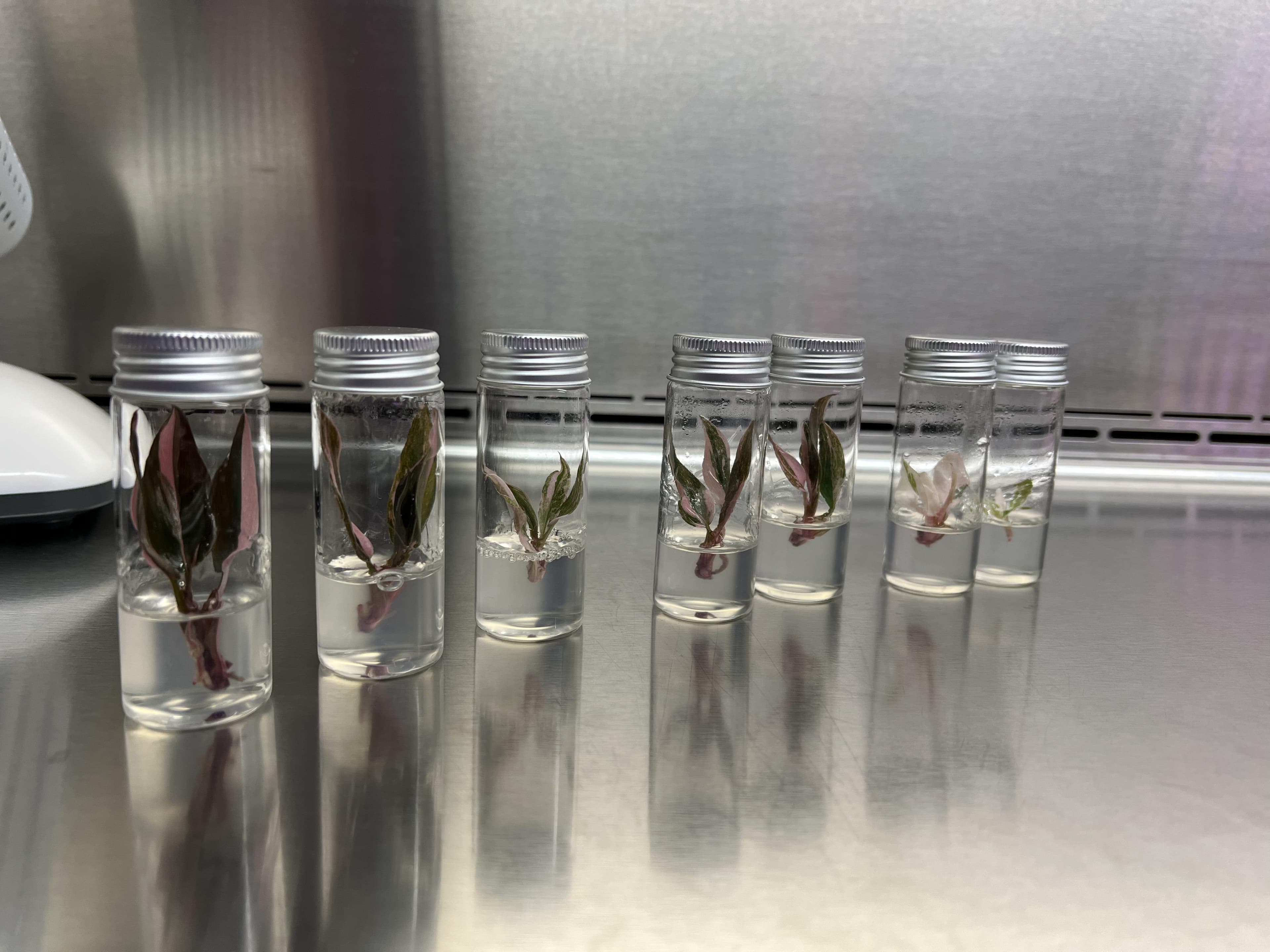 Fresh tissue culture vessels with plantlets established in clear jars